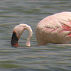 Lesser Flamingo