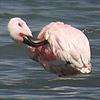 Lesser Flamingo