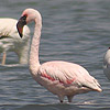 Lesser Flamingo