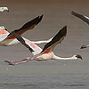 Lesser Flamingo