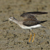 Lesser Yellowlegs