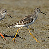 Lesser Yellowlegs