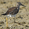 Lesser Yellowlegs