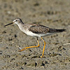 Lesser Yellowlegs