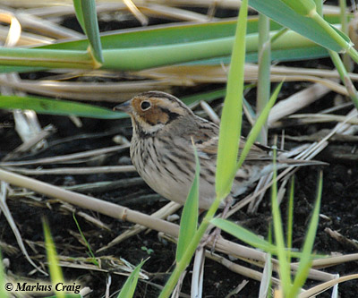 Little Bunting