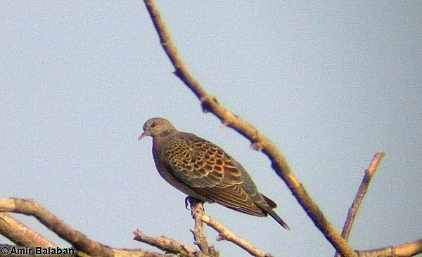 Oriental Turtle Dove Streptopelia orientallis