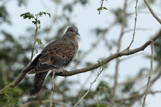 Oriental Turtle Dove Streptopelia orientallis