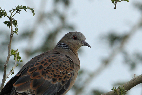 Oriental Turtle Dove Streptopelia orientallis