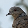 Oriental Turtle Dove (Streptopelia orientallis), Ashdod, 27/02/2010