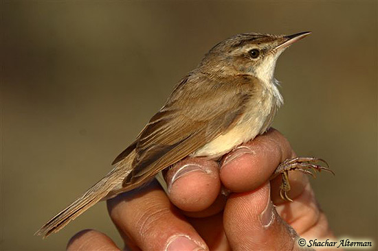 Paddyfield Warbler Acrocephalus agricola
