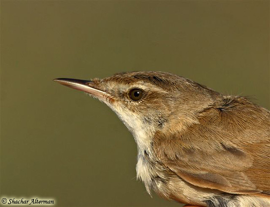 Paddyfield Warbler Acrocephalus agricola