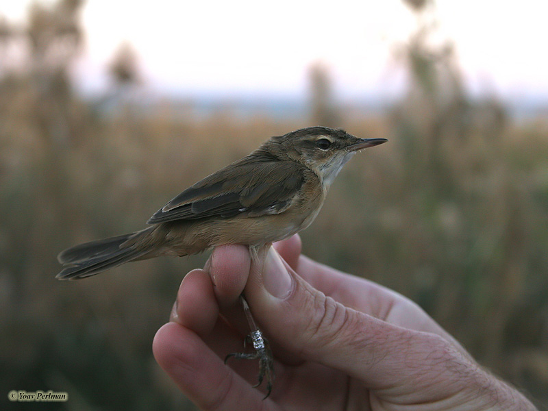 Paddyfield Warbler Acrocephalus agricola