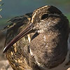 Painted Snipe