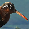 Painted Snipe