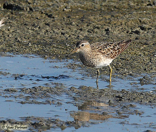 Pectoral Sandpiper