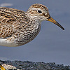 Pectoral Sandpiper