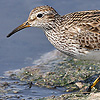 Pectoral Sandpiper