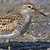 Pectoral Sandpiper