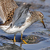 Pectoral Sandpiper