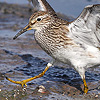 Pectoral Sandpiper