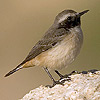 Persian Wheatear