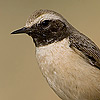 Kurdish Wheatear