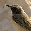 Kurdish Wheatear