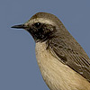 Kurdish Wheatear