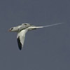 Red-billed Tropicbird