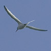 Red-billed Tropicbird