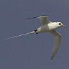 Red-billed Tropicbird