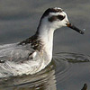 Red Phalarope