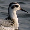 Red Phalarope