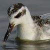 Red Phalarope