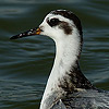 Red Phalarope