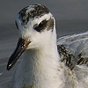 Red Phalarope