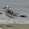 Sabine's Gull