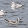 Sabine's Gull