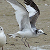 Sabine's Gull