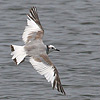 Sabine's Gull