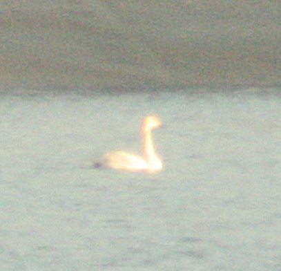 Swan species