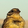 Yellow-breasted Bunting