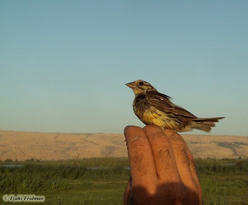 Yellow-Breasted Bunting