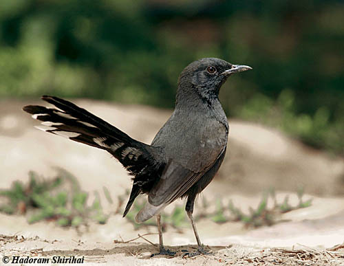 Black Bush Robin