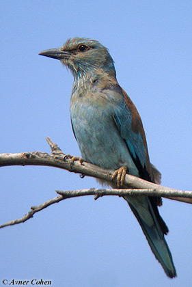 Roller Coracias garrulus