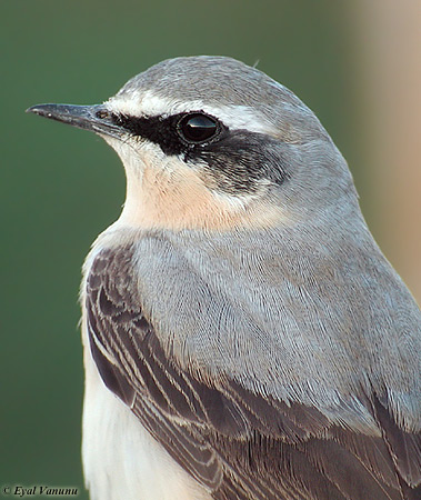 Northern Wheatear Oenanthe oenanthe