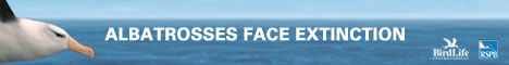 Save the Albatross! visit the campign site