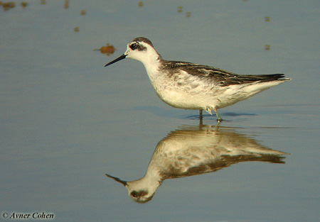 Red-necked Phalarope Phalaropus lobatus