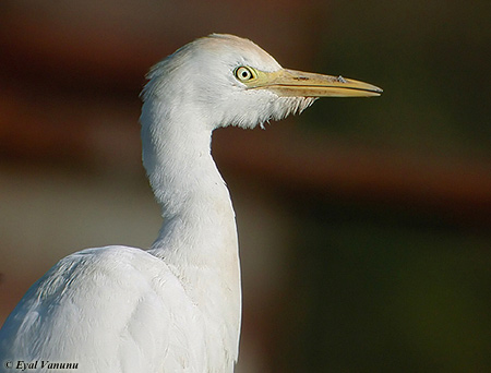 Cattle Egret Bubulcus ibis