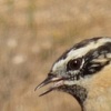 Black-throated Accentor